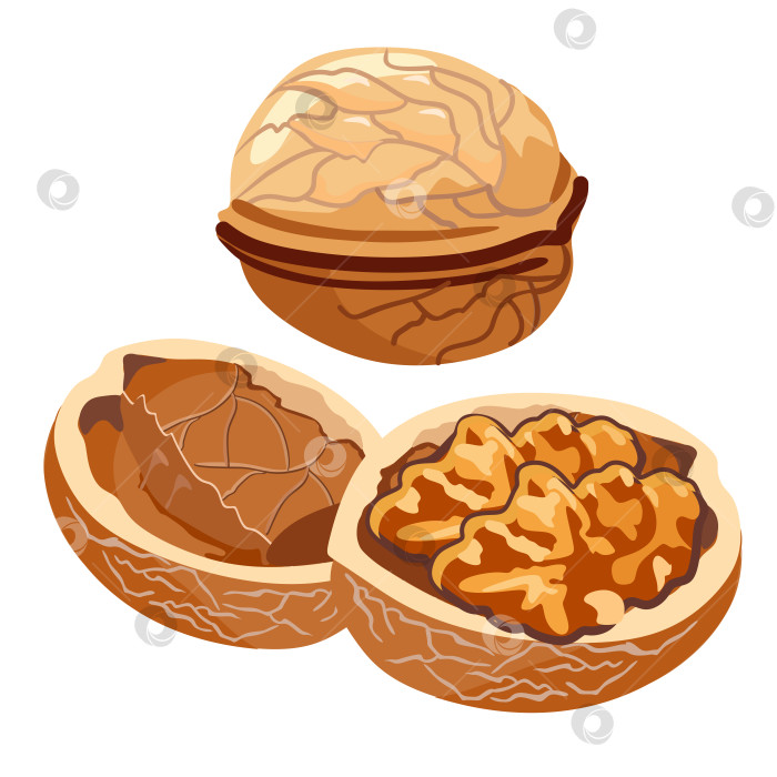 Скачать Грецкий орех, его скорлупа и съедобное ядро. Векторное изображение, выделенное на белом фоне фотосток Ozero