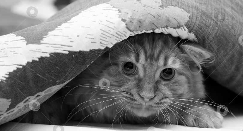 Скачать взрослая кошка выглядывает из-под одеяла фотосток Ozero
