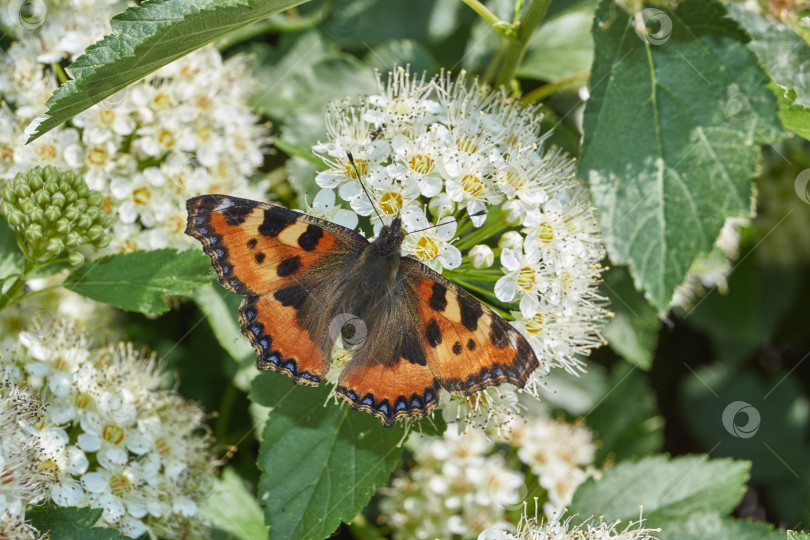 Скачать Бабочка крапивница (лат. Aglais urticae) на соцветии спиреи. фотосток Ozero