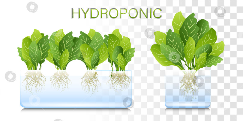 Скачать Портативная гидропонная аэропонная система для экологически чистого выращивания зеленого салата, овощей и зелени. органический огород фотосток Ozero