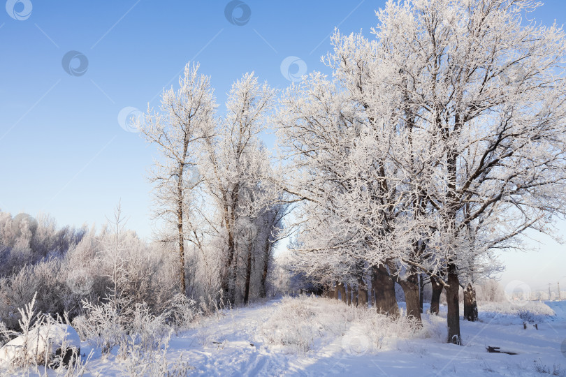 Скачать Заснеженный парк, покрытые снегом деревья, солнечный зимний день фотосток Ozero