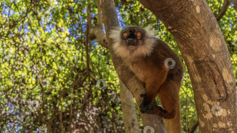 Скачать Очаровательная самка лемура Eulemur macaco сидит на дереве фотосток Ozero