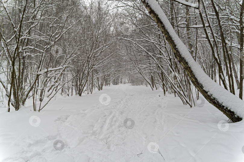 Скачать Тропинка в лесу после снегопада. фотосток Ozero