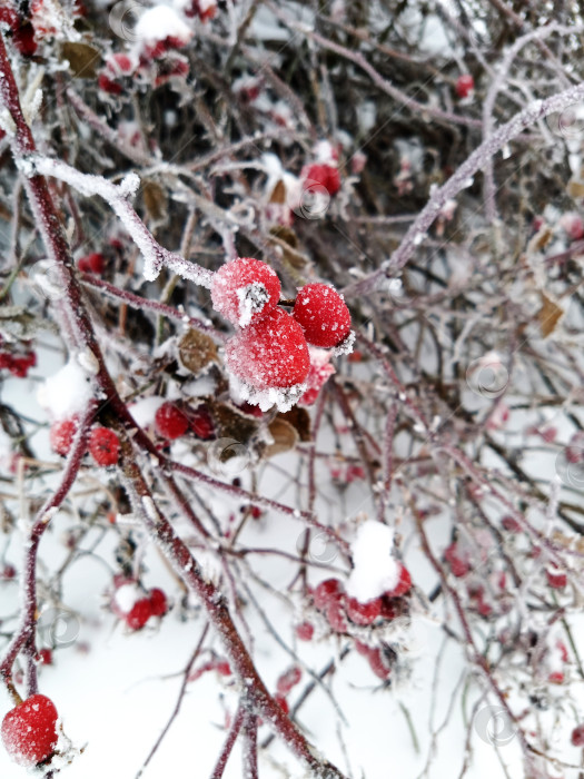 Скачать Красные ягоды шиповника, покрытые инеем и снегом. фотосток Ozero