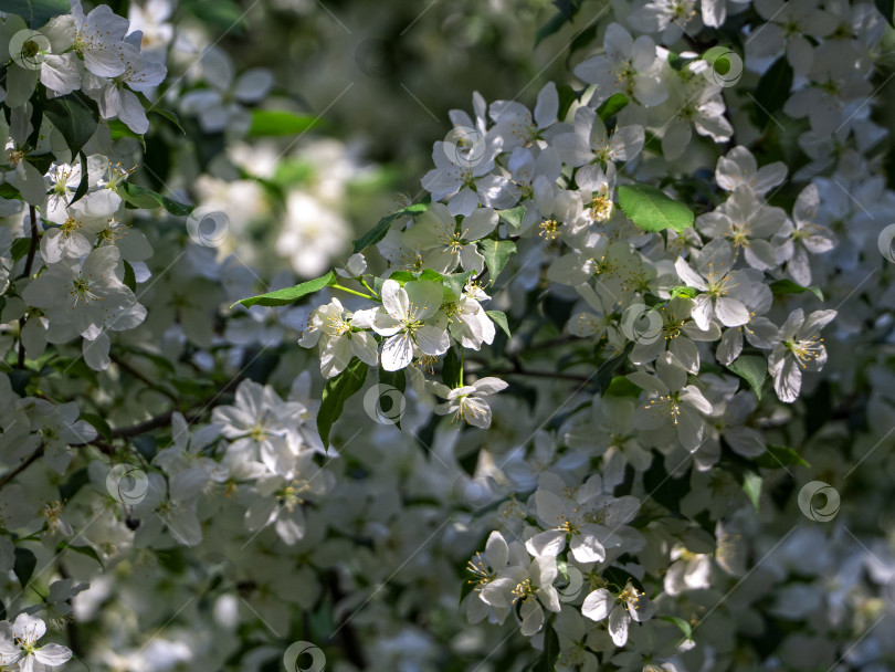 Скачать Весенний солнечный фон с цветущей яблоней. Нежные белые цветы густо растут на ветвях. фотосток Ozero