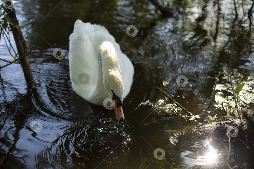 Скачать Белый лебедь в воде. Водоплавающая птица на озере. Белые лебединые перья. фотосток Ozero