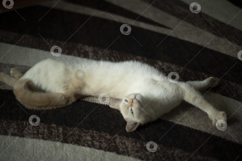 Скачать Кошка на ковре. Белая кошка в интерьере. Домашнее животное. фотосток Ozero
