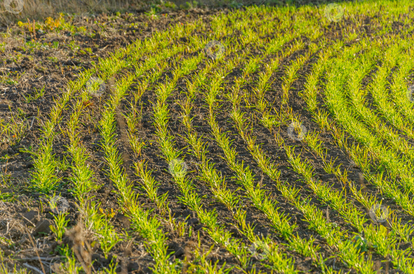 Скачать крупный план рядов молодых побегов зеленой пшеницы весной фотосток Ozero