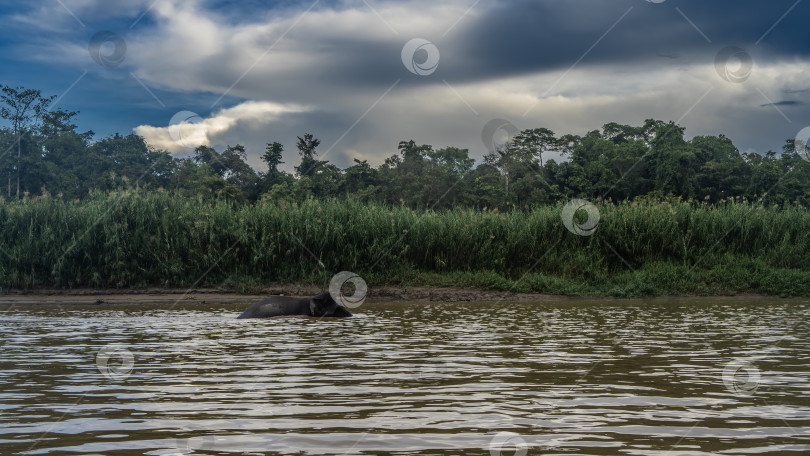 Скачать Карликовый слон, эндемик Борнео, бродит по реке. фотосток Ozero