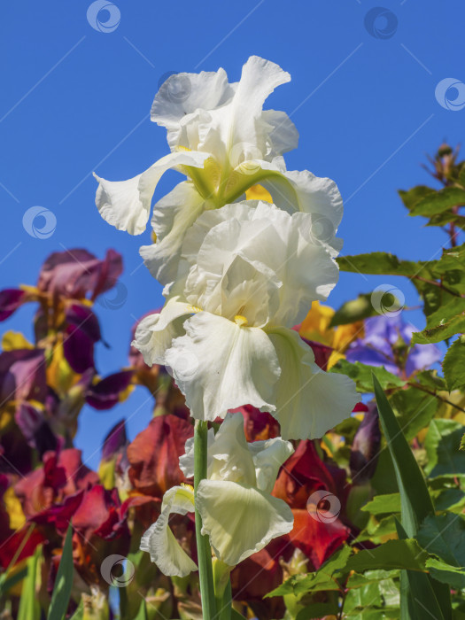 Скачать Белый цветок ириса, весенние цветы на фоне голубого ясного неба фотосток Ozero