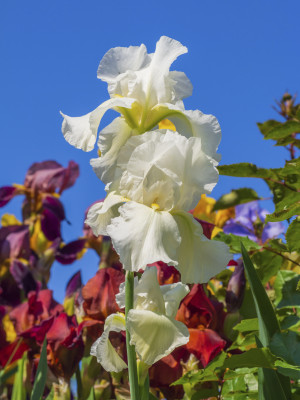 [object Object] undefined