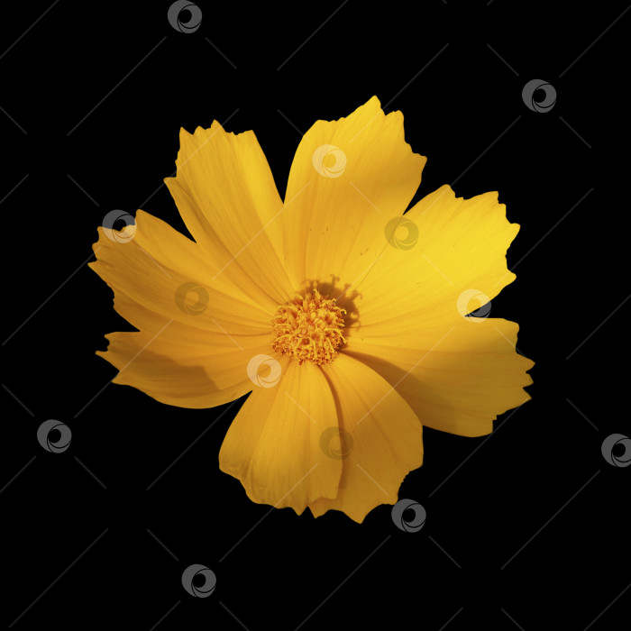 Скачать Желтый цветок, выделенный на черном фоне. Выделенный желтый цветок для дизайна. желтый космический цветок, выделенный на черном фоне фотосток Ozero