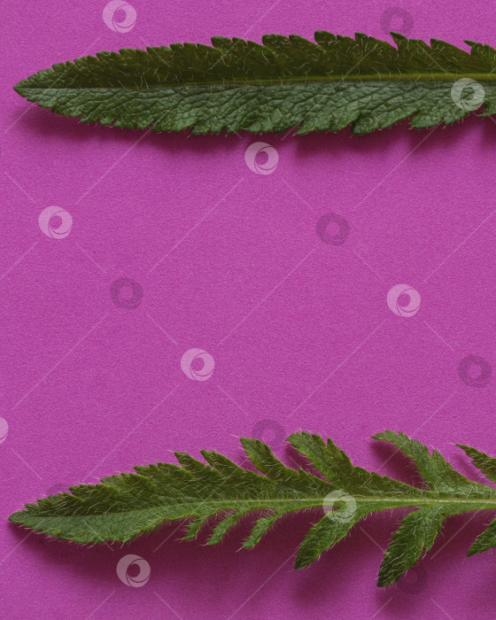 Скачать Летний композиционный фон. Зеленые листья на розовом фоне. Плоский макет, вид сверху, место для копирования, баннер. Весенний концерт фотосток Ozero