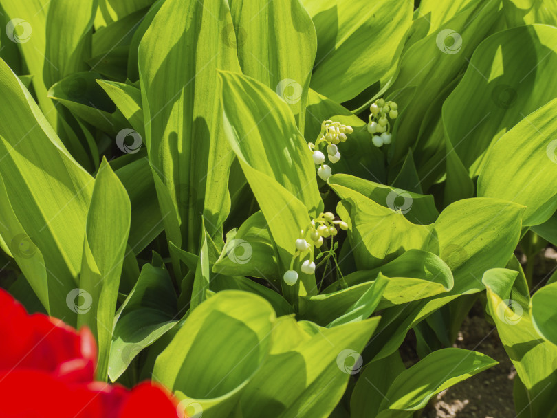 Скачать Ландыши. Фон из цветов и листьев ландыша в солнечный день фотосток Ozero