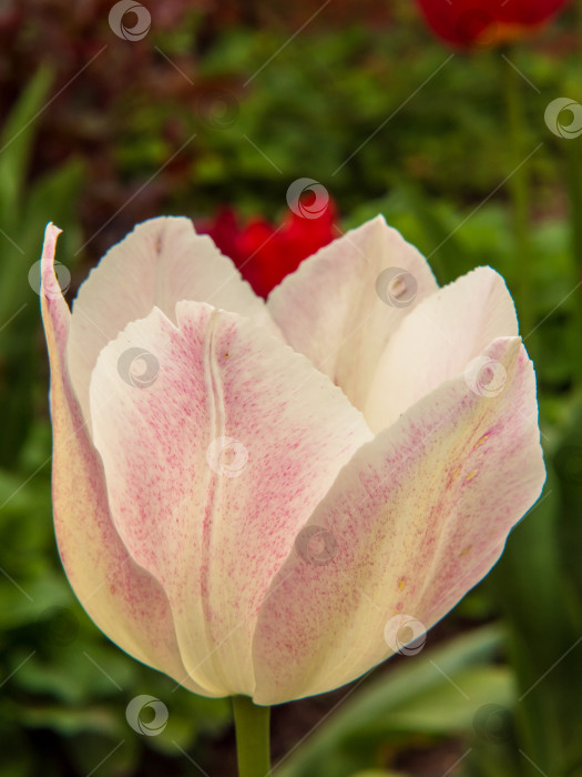 Скачать Красивый нежный желто-красный тюльпан в саду на размытом естественном фоне. Романтичный розовый тюльпан крупным планом. Цветок тюльпана распускается весной. Подарок для влюбленных или матерей фотосток Ozero