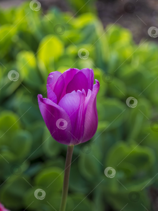 Скачать Фиолетовый тюльпан на размытом зеленом фоне в лучах весеннего солнца фотосток Ozero