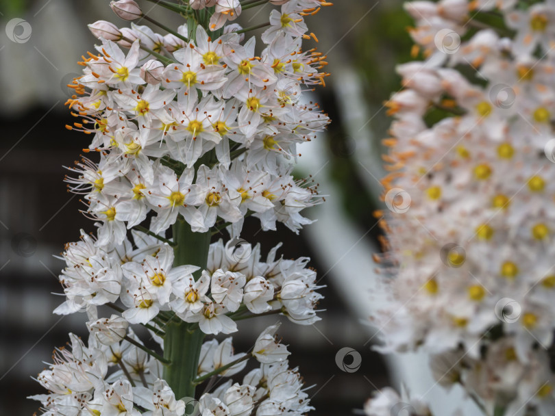 Скачать Крупный план белых цветков гигантской степной лилии фотосток Ozero