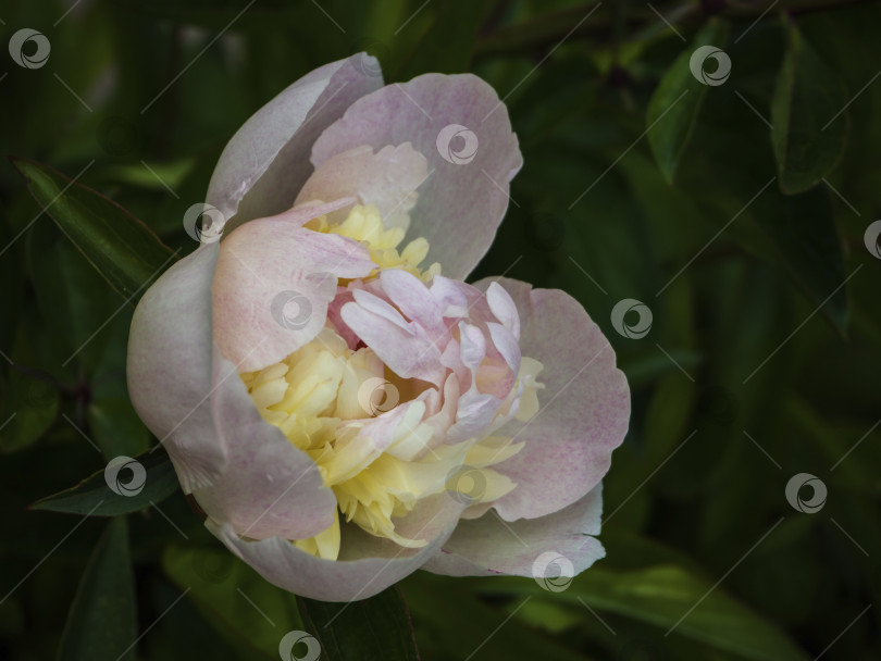 Скачать Цветок розового пиона распускается весной на фоне зелени в саду. . Цветок пиона на размытом зеленом фоне. Распускающийся цветок розового пиона на размытом естественном зеленом фоне фотосток Ozero