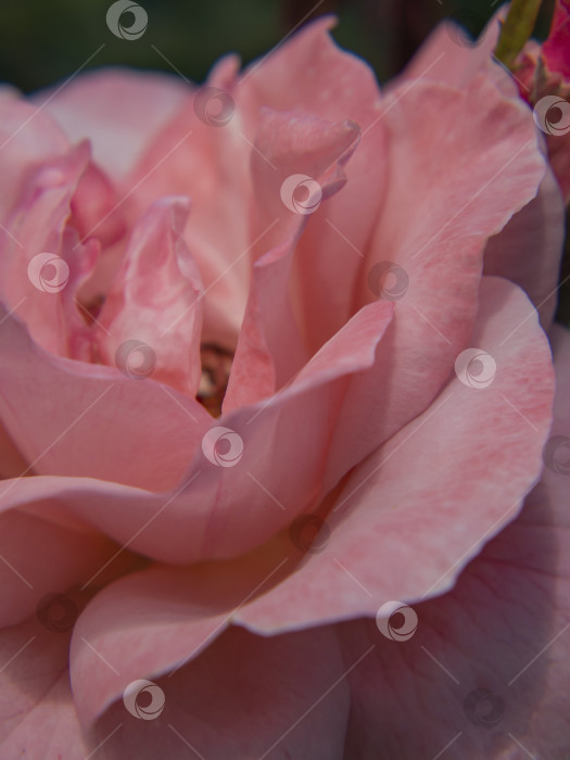 Скачать Крупный план нежных розовых лепестков розы при естественном освещении на фоне зеленого сада. Абстрактный естественный фон. Малая глубина резкости фотосток Ozero
