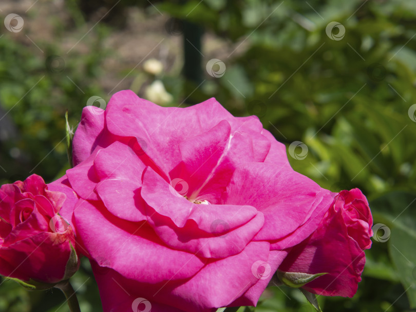 Скачать Красивый цветок розы крупным планом в солнечном свете на размытом фоне зеленого сада летним днем с местом для текста фотосток Ozero