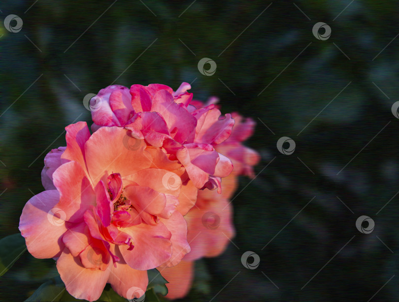 Скачать Нежная розово-оранжевая роза, цветущая в саду. На заднем плане виден размытый темно-зеленый куст. фотосток Ozero