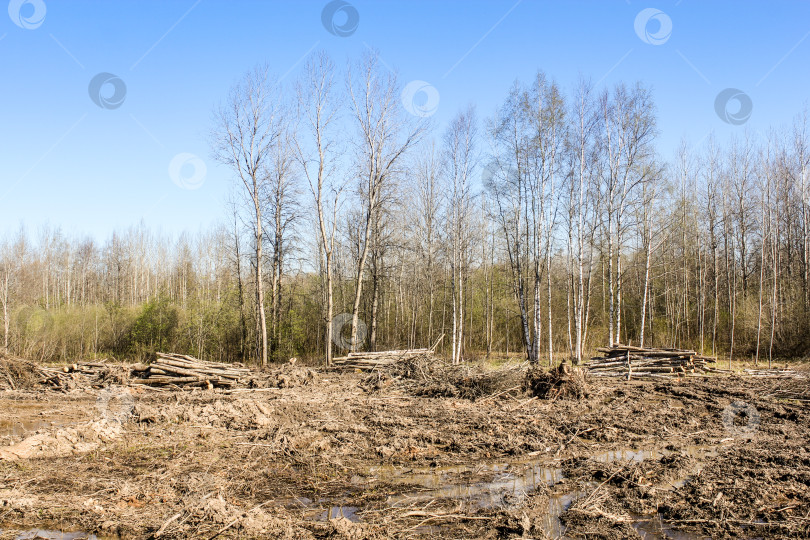 Скачать Сложенные бревна после расчистки леса. фотосток Ozero