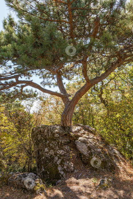 Скачать Хвойное дерево,  растущее на большом камне фотосток Ozero