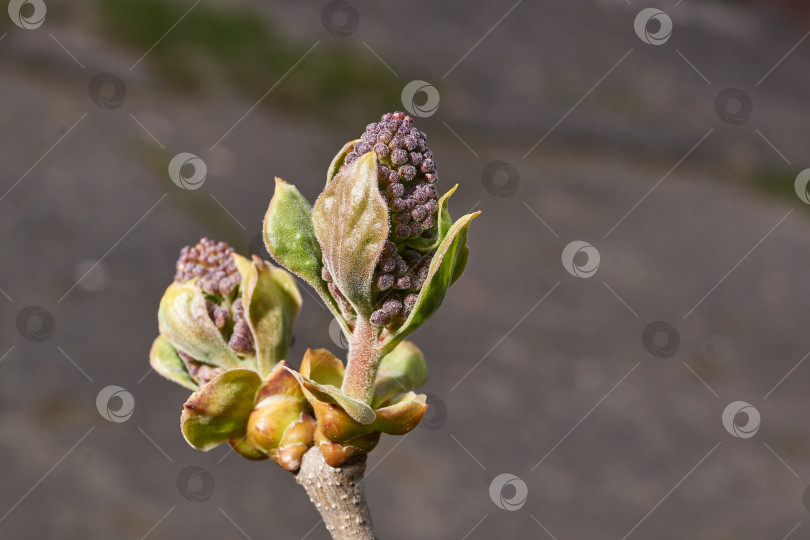 Скачать Бутоны сирени (лат. Syringa vulgaris) распускаются, и вот-вот появятся соцветия. фотосток Ozero