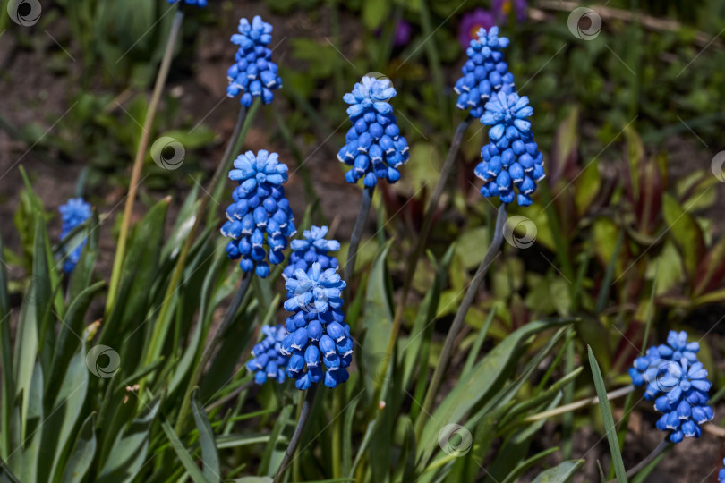 Скачать Мускари цветут на лужайке в саду. фотосток Ozero