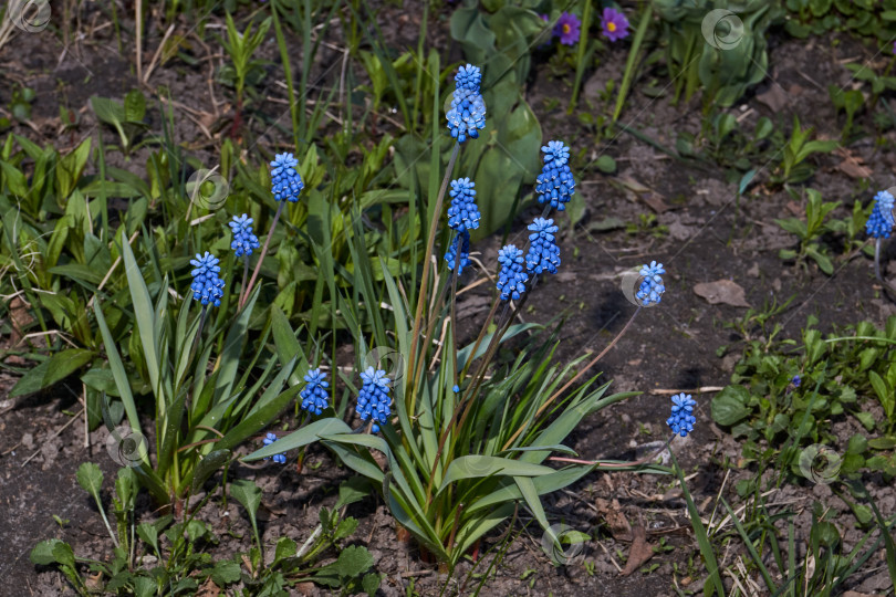 Скачать Мускари цветут на лужайке в саду. фотосток Ozero