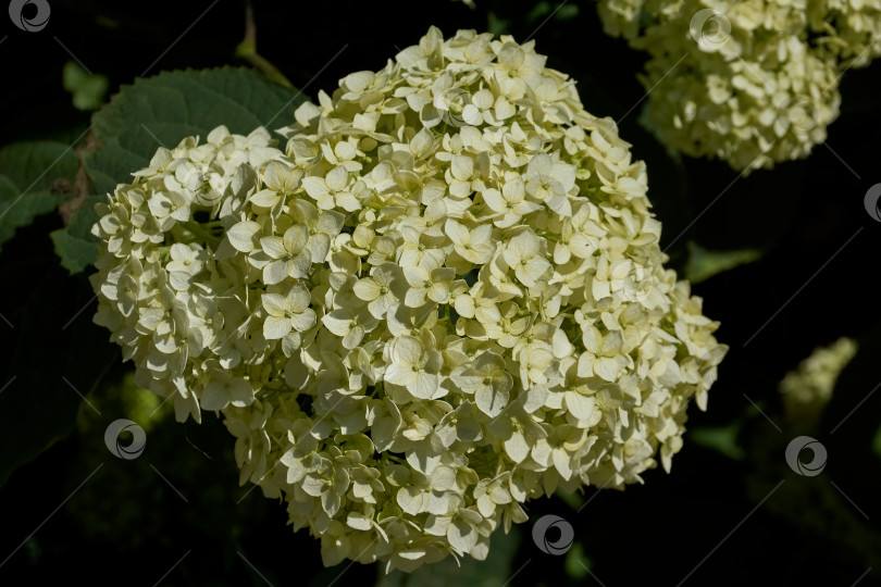 Скачать Соцветие гортензии (лат. Hydrangea). Гортензия цветет в саду фотосток Ozero