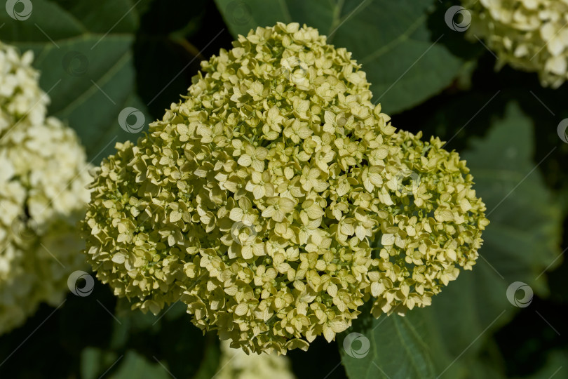 Скачать Соцветие гортензии (лат. Hydrangea). Гортензия цветет в саду фотосток Ozero