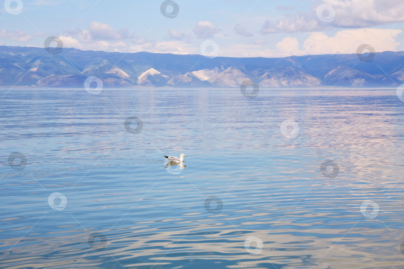 Скачать Красивый летний фон. Чайка плавает по озеру фотосток Ozero