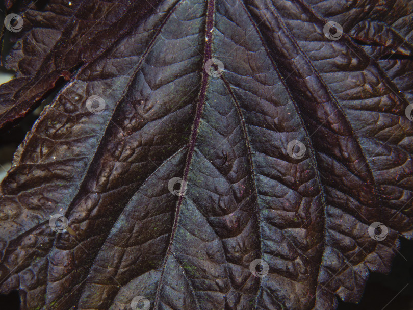 Скачать Макросъемка темно-фиолетового декоративного листа растения с ярко выраженной текстурой. Темный фон с естественной текстурой фотосток Ozero