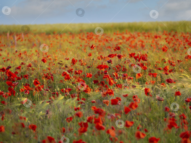 Скачать Распускающиеся цветы красного мака на зерновом поле в солнечный день фотосток Ozero