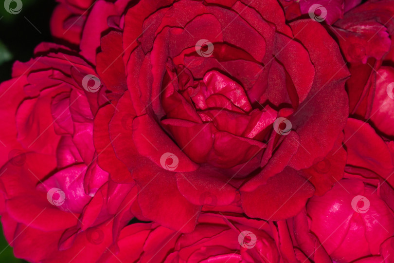 Скачать Букет роскошных ярко-красных роз крупным планом в саду. Цветочная композиция, фон, текстура фотосток Ozero