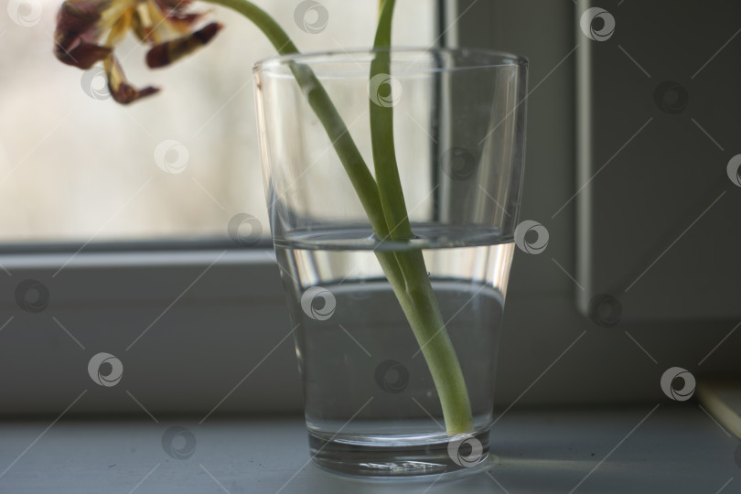 Скачать Цветок в вазе на окне. Оранжерея. Увядший цветок стоит в воде. фотосток Ozero