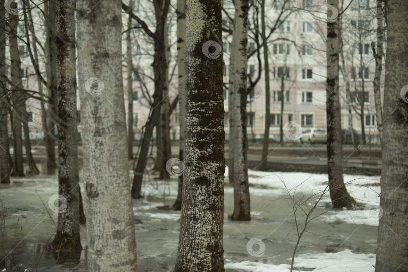 Скачать Деревья, стоящие в воде. Тающий снег. Деревья в парке. фотосток Ozero