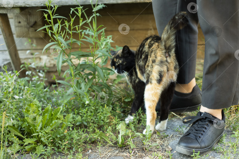 Скачать Кот ласкает ноги девушки. Бездомный кот и мужчина. Животное дремлет на улице. фотосток Ozero