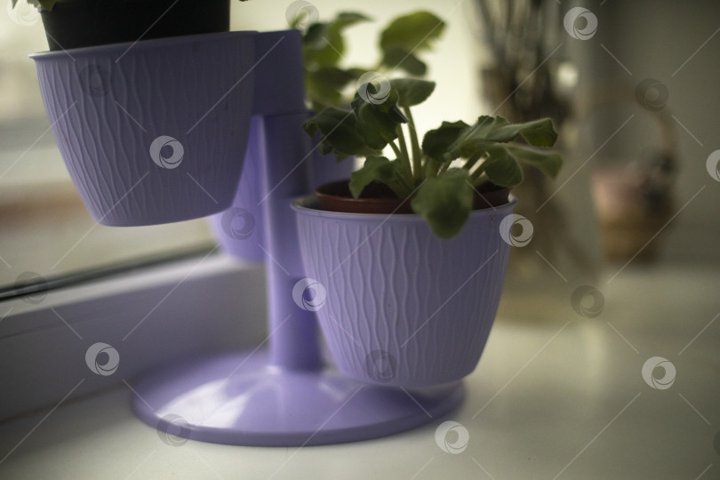 Скачать Растение в горшке. Комнатное растение. Фиолетовый горшок на окне. фотосток Ozero