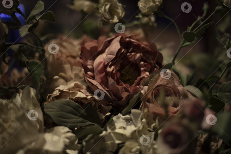 Скачать Сухие цветы. Текстура роз. Красивые растения в деталях. фотосток Ozero
