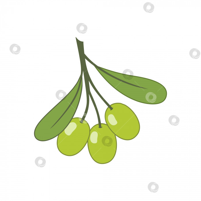 Скачать Зеленые оливки на веточке. Векторная иллюстрация в мультяшном стиле. фотосток Ozero