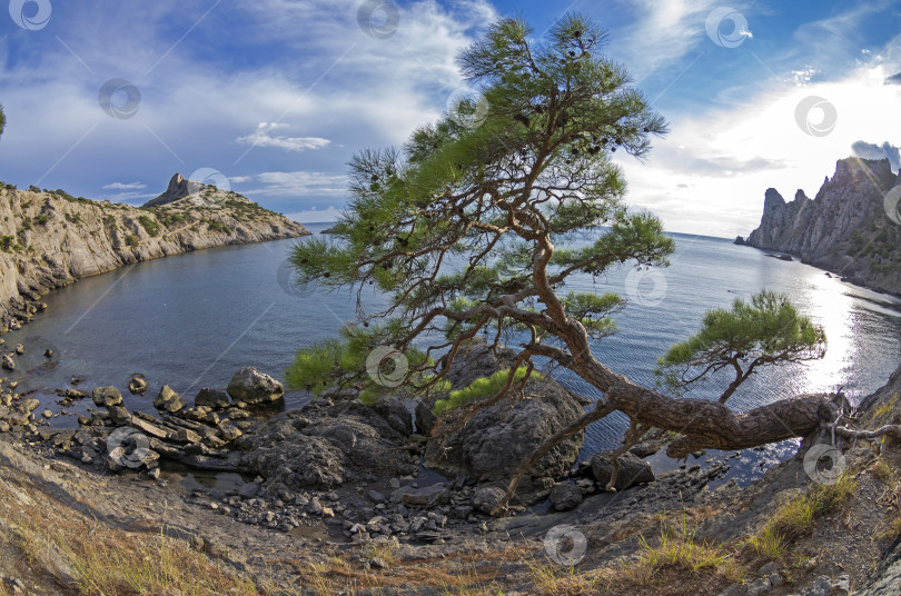 Скачать Реликтовая сосна на берегу моря. Крым. фотосток Ozero