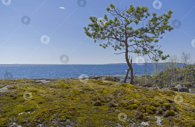 Скачать Небольшая сосна на берегу Ладожского озера. фотосток Ozero