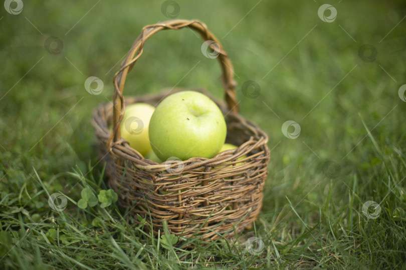 Скачать Зеленые яблоки на зеленой траве в плетеной корзине. Плетеная корзина с фруктами. Осенний урожай. фотосток Ozero