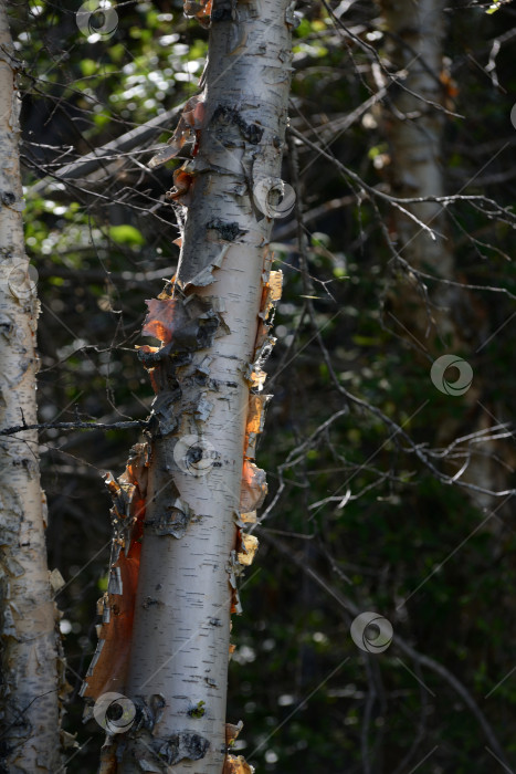 Скачать Берёза фотосток Ozero