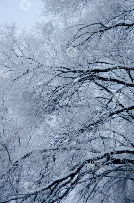 Скачать ветви деревьев в снегу зимой фотосток Ozero