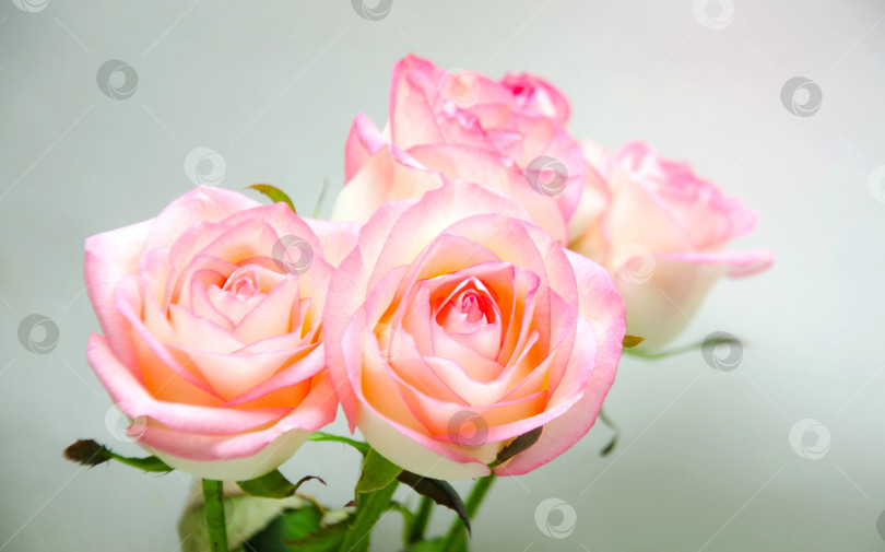 Скачать розовые цветы розы избирательный фокус фотосток Ozero