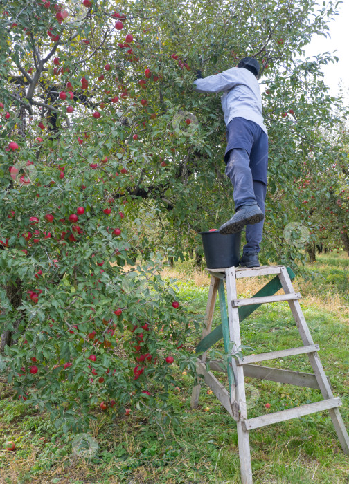 Скачать Фермер на стремянке собирает с дерева спелые красные яблоки. Концепция сельского хозяйства и садоводства. Сбор урожая. Натуральные спелые красные яблоки. фотосток Ozero