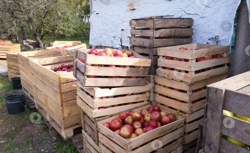 Скачать Несколько деревянных ящиков с красными яблоками на траве сада фотосток Ozero